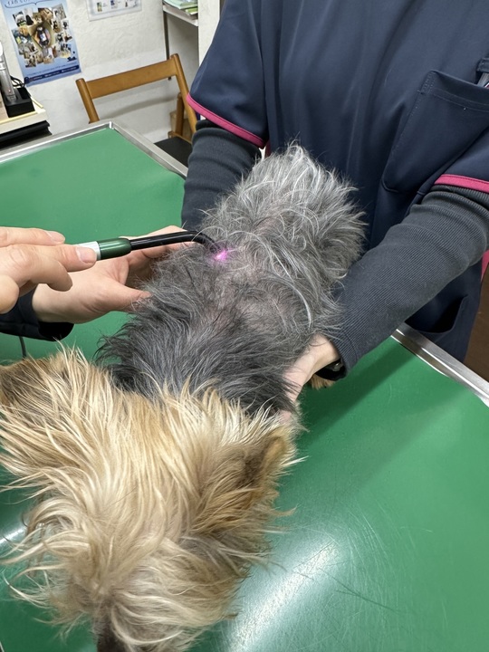 ダイオードレーザー治療| かみのげ動物病院｜世田谷区 上野毛駅2分の