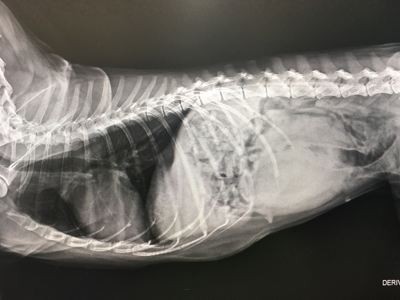 腹腔内腫瘍　犬