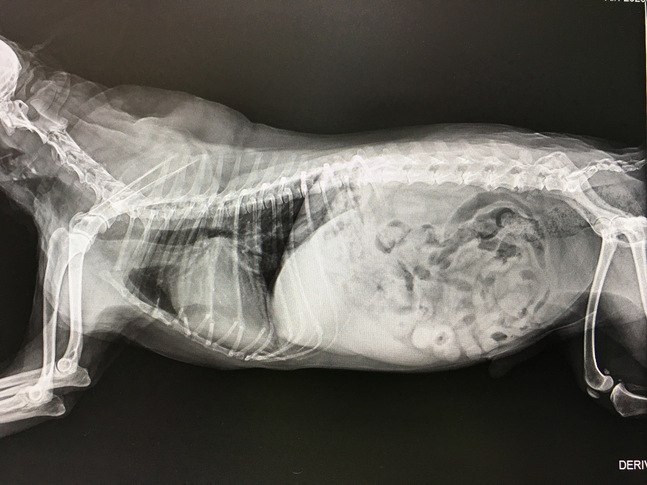 犬　心臓　レントゲン検査