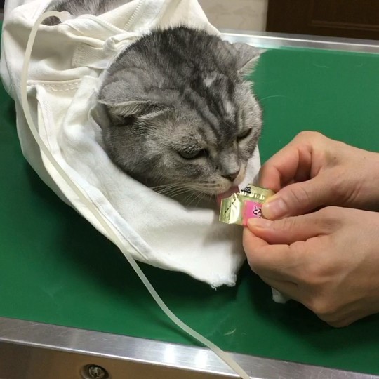 世田谷上野毛の動物病院で口コミNo.1|かみのげ動物病院 - 世田谷