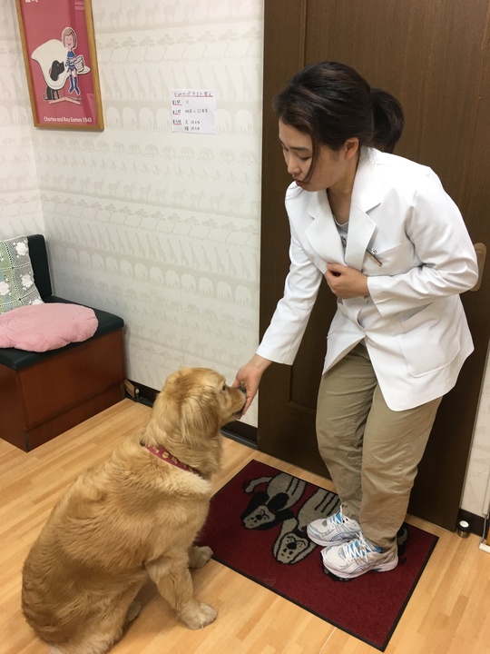 しつけ相談なら世田谷区かみのげ動物病院 世田谷区上野毛