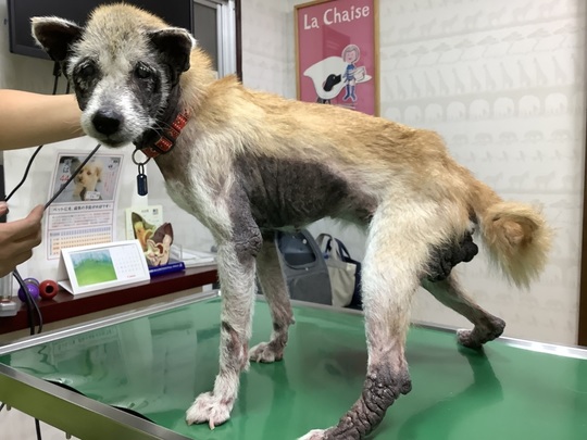 皮膚病 皮膚トラブル かみのげ動物病院 世田谷区 上野毛駅２分の動物病院