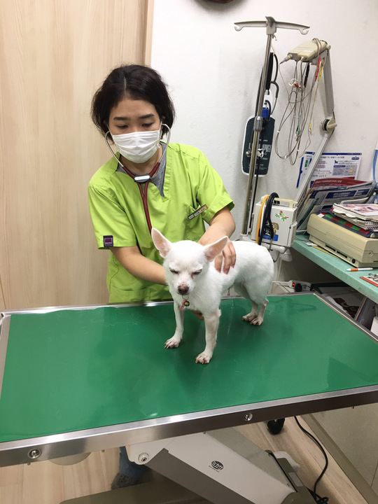 トップページ かみのげ動物病院 世田谷区 上野毛駅２分の動物病院
